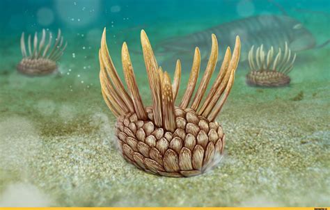 Растения кембрия - 73 фото