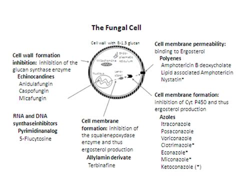 Target Site For The Antifungal Drug Classes Compounds Used For Topical Download Scientific