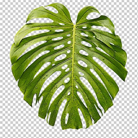 Detail Monstera Deliciosa Png Koleksi Nomer