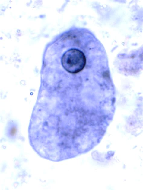 Entamoeba Histolytica Troph