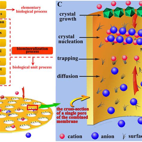 A The Mimicked Biological Processes Of Softhard Combined Membrane