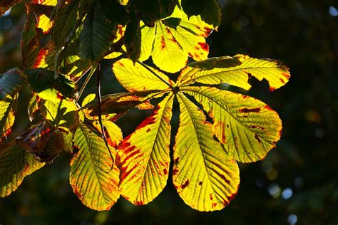 Chestnut Tree Fall - Free photo on Pixabay