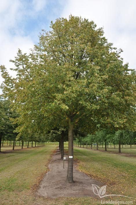 Липа мелколистная, сердцевидная купить в питомнике с доставкой по ...