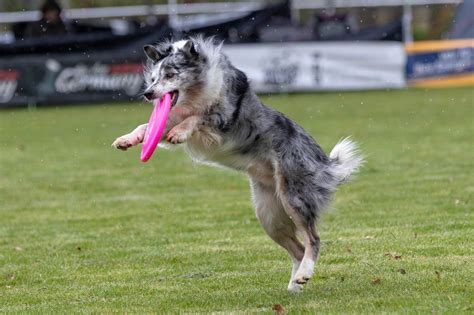 Erfolgreiches Hundetraining COELIA für Tiere