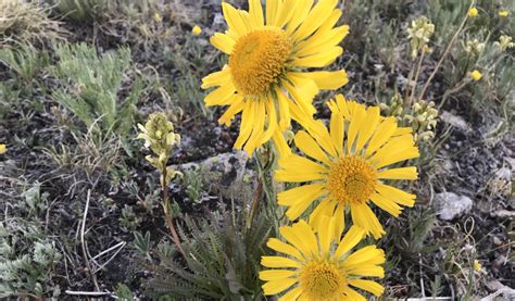 Bright Yellow High altitude wildflower | Colorado's Wildflowers