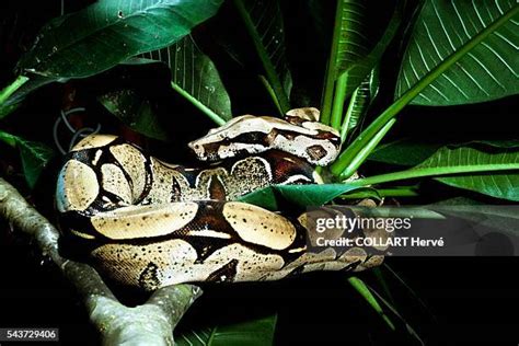 73 Common Boa Constrictor Stock Photos High Res Pictures And Images