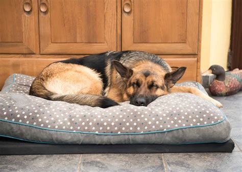 Melatonin Dosage Chart for Dogs - A-Z Animals