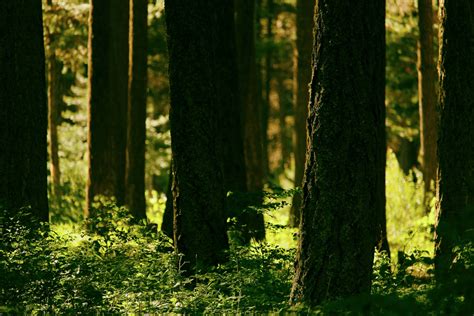Download Tree Trunks And Greenery Wallpaper | Wallpapers.com
