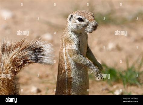 Cape Ground Squirrel Xerus Inauris Adult Female Standing Upright