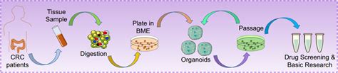 The Establishment Of Pdos Patientderived Organoids The Tumor