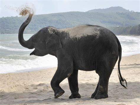 Asian Elephant Population Year Asian Elephant Habitat Shrinks Almost