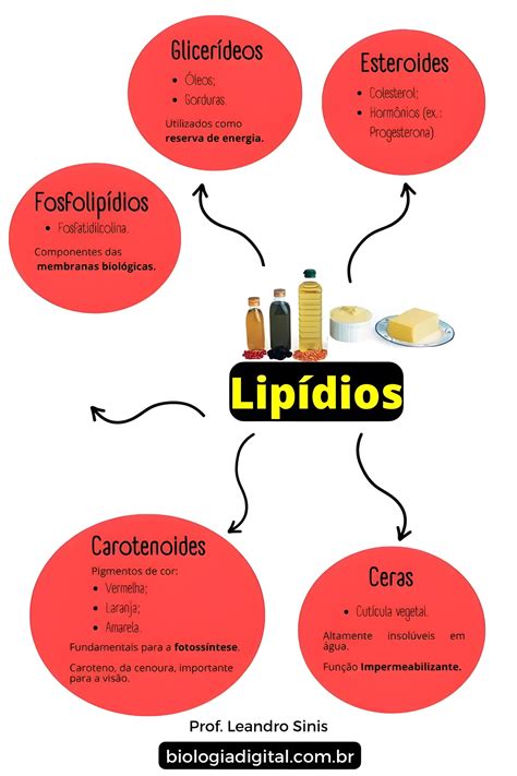 O Que Significa Lipídio