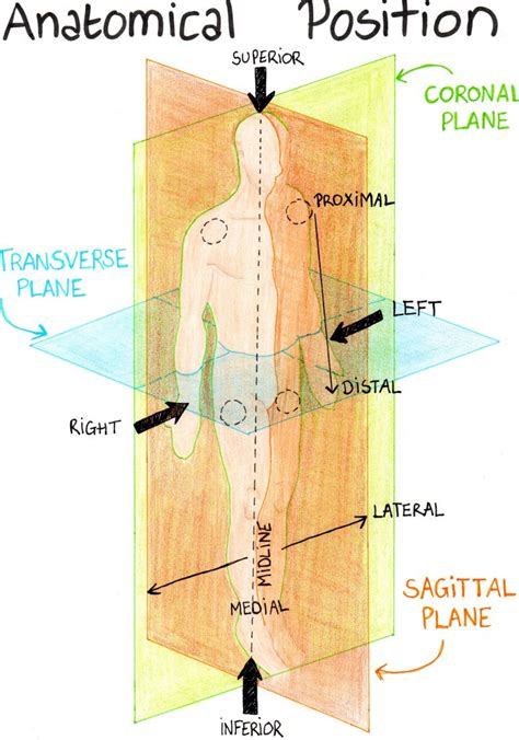 Anatomical Position Label