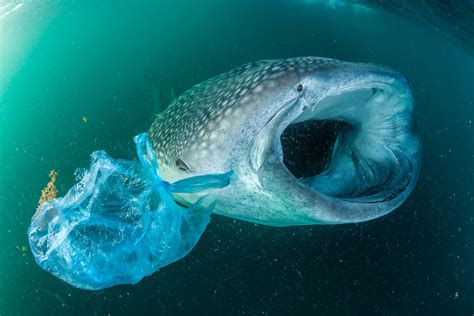 Animals Stuck In Plastic / Seal Struggles After Getting Stuck In ...