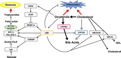 Figure 2 from The acidic pathway of bile acid synthesis: Not just an alternative pathway ...