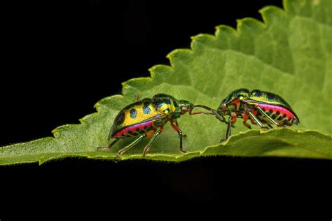 Close Up Photo of Insects · Free Stock Photo
