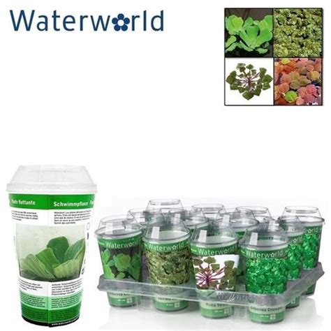 Aquatic Plants Floating Mix Plant Wholesale Floraccess