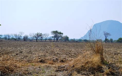 Ola De Calor Afectó A 20 Mil Hectáreas De Cultivos En Morelos El Sol