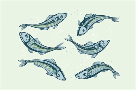 Premium Vector Set Of Sardine Fish Illustration