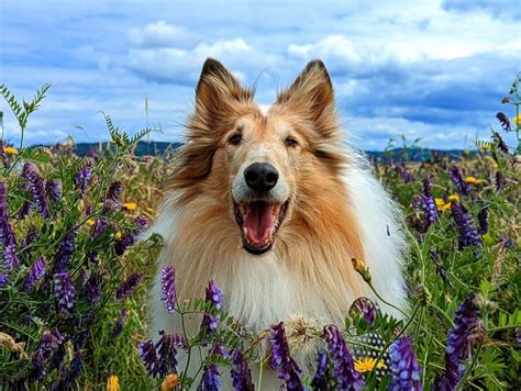 Behavior and Temperament Smooth vs. Rough & Male vs. Female Collies ...