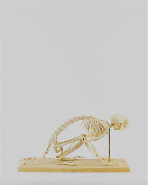 Taxidermy Night monkey skeleton