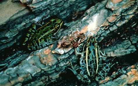 Northern Leopard Frog- Lithobates pipiens | Wildlife Journal Junior