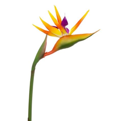 Artificial Bird Of Paradise 88cm Desflora