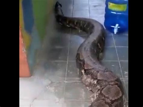 Worlds Biggest Snake Real