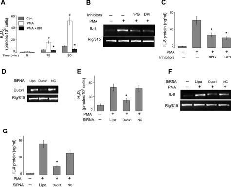 Effect Of Inhibition Of Nadph Oxidase And Reactive Oxygen Species Ros