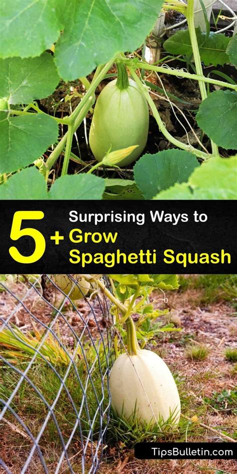 5 Surprising Ways To Grow Spaghetti Squash Spaghetti Squash Spaghetti Squash Plant Growing