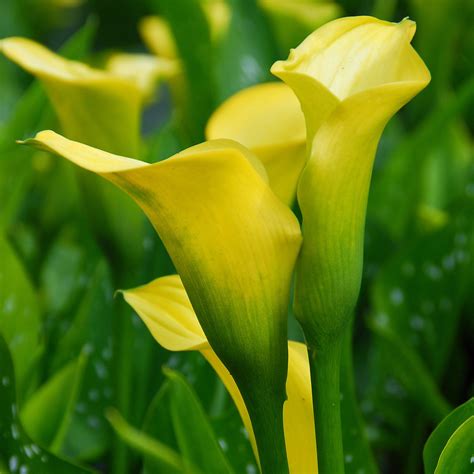 Yellow Calla Lily Bulbs For Sale Zantedeschia Gold Rush Easy To