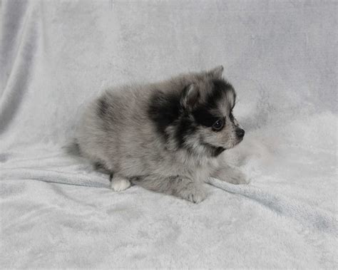 Szpic Miniaturowy Pomeranian Piesek Blue Merle Koszyce Wielkie Olx Pl