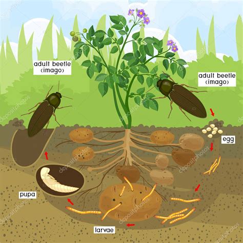 Ciclo De Vida Del Escarabajo Click Wireworm Secuencia De Etapas De Desarrollo Del Escarabajo