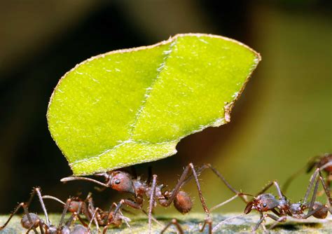 14 Cool Amazon Rainforest Insects • I Heart Brazil