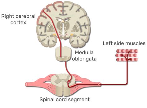 Primary Motor Cortex