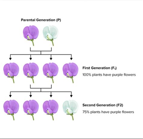 Bio 151 Test 3 Flashcards Quizlet