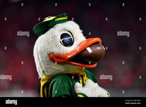 Oregon Ducks Mascot With A Football In His Bill At The Pac 12