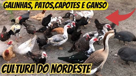 Como iniciar sua criação de galinhas caipira pra produção de ovos