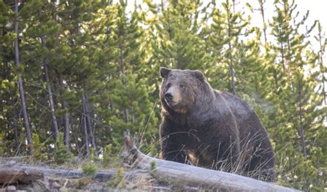 Feds Close In On Grizzly Bear Reintroduction In North Cascades