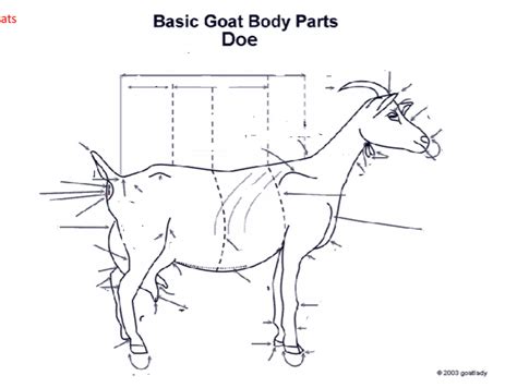 Goat anatomy Diagram | Quizlet