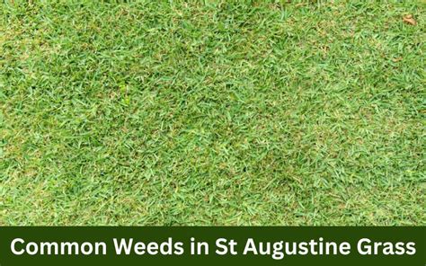 Common Weeds In St Augustine Grass Look Out For These