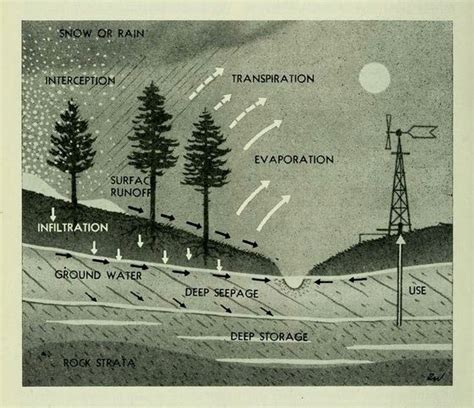 nemfrog - “The watershed…functions like a blotter.” Trees