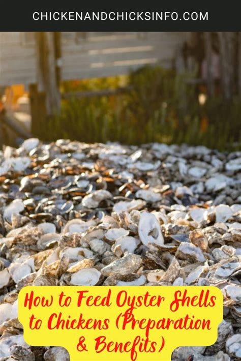 How To Feed Oyster Shells To Chickens Preparation And Benefits Chicken And Chicks Info