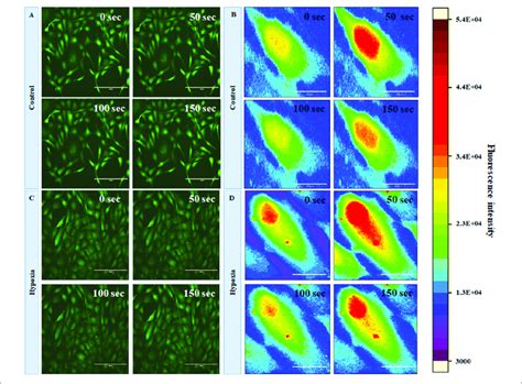 Fluorescent Imaging Of Time Course Of Cytosolic Ca 2 C In Human