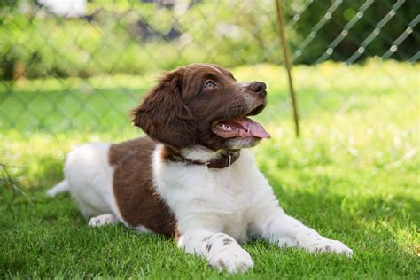 Stabyhoun Dog Breed: Info, Pictures, Care Guide & Traits – Dogster