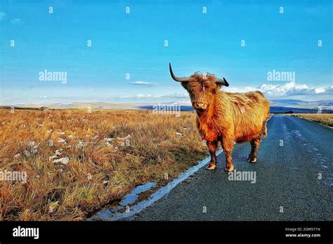 Hellifield Cow Hi Res Stock Photography And Images Alamy