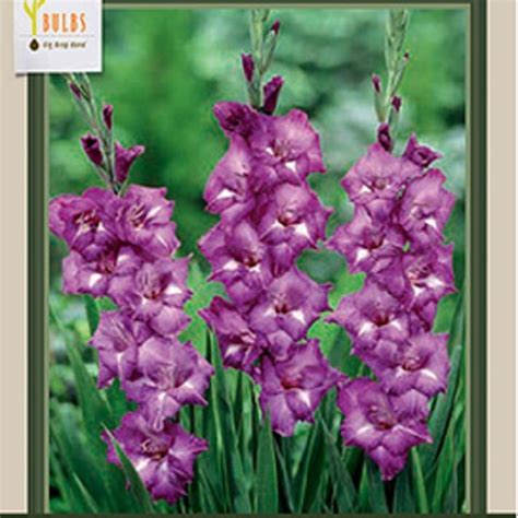 Bulb Gladiolus Large Flowering Blue Isle Ted Lare Design Build