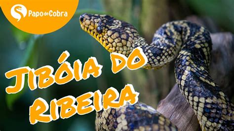 Jib Ia Mais Rara Do Mundo Corallus Cropanii Papo De Cobra Youtube