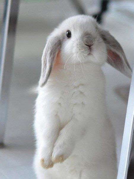 Im Confused Cute Animals Cute Bunny Animals Beautiful