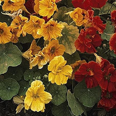 Nasturtium Climbing Mixed Garden Plant Half Hardy Annual Flowering